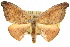  (Amphitorna - 10ANIC-01987)  @15 [ ] CreativeCommons - Attribution (2010) CBG Photography Group Centre for Biodiversity Genomics