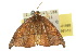  ( - 10ANIC-01988)  @13 [ ] CreativeCommons - Attribution (2010) CBG Photography Group Centre for Biodiversity Genomics