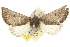  ( - 10ANIC-01989)  @15 [ ] CreativeCommons - Attribution (2010) CBG Photography Group Centre for Biodiversity Genomics