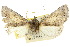  ( - 10ANIC-01990)  @15 [ ] CreativeCommons - Attribution (2010) CBG Photography Group Centre for Biodiversity Genomics