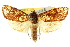  (Dudgeonea actinias - 10ANIC-01991)  @14 [ ] CreativeCommons - Attribution (2010) CBG Photography Group Centre for Biodiversity Genomics