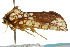 ( - 10ANIC-01992)  @13 [ ] CreativeCommons - Attribution (2010) CBG Photography Group Centre for Biodiversity Genomics
