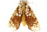  ( - 10ANIC-01994)  @14 [ ] CreativeCommons - Attribution (2010) CBG Photography Group Centre for Biodiversity Genomics