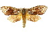  (Dudgeonea polyastra - 10ANIC-01995)  @15 [ ] CreativeCommons - Attribution (2010) CBG Photography Group Centre for Biodiversity Genomics