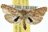  ( - 10ANIC-02004)  @11 [ ] CreativeCommons - Attribution (2010) CBG Photography Group Centre for Biodiversity Genomics