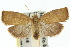  ( - 10ANIC-02013)  @15 [ ] CreativeCommons - Attribution (2010) CBG Photography Group Centre for Biodiversity Genomics