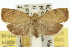  (Imma acosma - 10ANIC-02014)  @15 [ ] CreativeCommons - Attribution (2010) CBG Photography Group Centre for Biodiversity Genomics