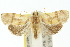  ( - 10ANIC-02016)  @14 [ ] CreativeCommons - Attribution (2010) CBG Photography Group Centre for Biodiversity Genomics