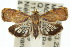  ( - 10ANIC-02018)  @15 [ ] CreativeCommons - Attribution (2010) CBG Photography Group Centre for Biodiversity Genomics