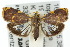  (Imma lyrifera - 10ANIC-02019)  @15 [ ] CreativeCommons - Attribution (2010) CBG Photography Group Centre for Biodiversity Genomics