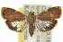  ( - 10ANIC-02020)  @15 [ ] CreativeCommons - Attribution (2010) CBG Photography Group Centre for Biodiversity Genomics