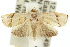  ( - 10ANIC-02024)  @14 [ ] CreativeCommons - Attribution (2010) CBG Photography Group Centre for Biodiversity Genomics