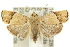  ( - 10ANIC-02025)  @15 [ ] CreativeCommons - Attribution (2010) CBG Photography Group Centre for Biodiversity Genomics