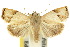  (Imma loxoscia - 10ANIC-02026)  @15 [ ] CreativeCommons - Attribution (2010) CBG Photography Group Centre for Biodiversity Genomics