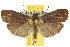  (Imma marileutis - 10ANIC-02028)  @15 [ ] CreativeCommons - Attribution (2010) CBG Photography Group Centre for Biodiversity Genomics