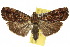 (Imma stilbiota - 10ANIC-02030)  @15 [ ] CreativeCommons - Attribution (2010) CBG Photography Group Centre for Biodiversity Genomics