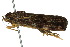  ( - 10ANIC-02031)  @12 [ ] CreativeCommons - Attribution (2010) CBG Photography Group Centre for Biodiversity Genomics