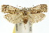  (Copromorpha lichenitis - 10ANIC-02045)  @15 [ ] CreativeCommons - Attribution (2010) CBG Photography Group Centre for Biodiversity Genomics