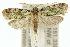  (Schistocyttara - 10ANIC-02056)  @15 [ ] CreativeCommons - Attribution (2010) CBG Photography Group Centre for Biodiversity Genomics