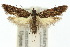  (Bondia caseata - 10ANIC-02067)  @15 [ ] CreativeCommons - Attribution (2010) CBG Photography Group Centre for Biodiversity Genomics