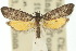  (Bondia dissolutana - 10ANIC-02069)  @11 [ ] CreativeCommons - Attribution (2010) CBG Photography Group Centre for Biodiversity Genomics