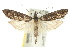  ( - 10ANIC-02074)  @11 [ ] CreativeCommons - Attribution (2010) CBG Photography Group Centre for Biodiversity Genomics