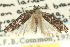  ( - 10ANIC-02076)  @14 [ ] CreativeCommons - Attribution (2010) CBG Photography Group Centre for Biodiversity Genomics
