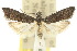  ( - 10ANIC-02078)  @11 [ ] CreativeCommons - Attribution (2010) CBG Photography Group Centre for Biodiversity Genomics