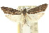  ( - 10ANIC-02079)  @11 [ ] CreativeCommons - Attribution (2010) CBG Photography Group Centre for Biodiversity Genomics