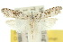  (Paramorpha semotheta - 10ANIC-02135)  @15 [ ] CreativeCommons - Attribution (2010) CBG Photography Group Centre for Biodiversity Genomics