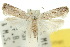  ( - 10ANIC-02142)  @11 [ ] CreativeCommons - Attribution (2010) CBG Photography Group Centre for Biodiversity Genomics