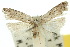  ( - 10ANIC-02143)  @11 [ ] CreativeCommons - Attribution (2010) CBG Photography Group Centre for Biodiversity Genomics