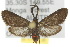  (Pollanisus constrastus - 10ANIC-02178)  @14 [ ] CreativeCommons - Attribution (2010) CBG Photography Group Centre for Biodiversity Genomics