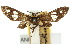  ( - 10ANIC-02231)  @11 [ ] CreativeCommons - Attribution (2010) CBG Photography Group Centre for Biodiversity Genomics