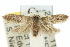  (Cyclotorna egena - 10ANIC-02248)  @14 [ ] CreativeCommons - Attribution (2010) CBG Photography Group Centre for Biodiversity Genomics