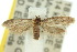  ( - 10ANIC-02250)  @13 [ ] CreativeCommons - Attribution (2010) CBG Photography Group Centre for Biodiversity Genomics