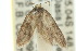  ( - 10ANIC-02251)  @13 [ ] CreativeCommons - Attribution (2010) CBG Photography Group Centre for Biodiversity Genomics