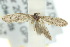  ( - 10ANIC-02253)  @12 [ ] CreativeCommons - Attribution (2010) CBG Photography Group Centre for Biodiversity Genomics