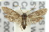 ( - 10ANIC-02254)  @14 [ ] CreativeCommons - Attribution (2010) CBG Photography Group Centre for Biodiversity Genomics