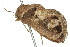  ( - 10ANIC-02264)  @14 [ ] CreativeCommons - Attribution (2010) CBG Photography Group Centre for Biodiversity Genomics