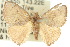  ( - 10ANIC-02266)  @15 [ ] CreativeCommons - Attribution (2010) CBG Photography Group Centre for Biodiversity Genomics