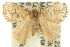  ( - 10ANIC-02267)  @13 [ ] CreativeCommons - Attribution (2010) CBG Photography Group Centre for Biodiversity Genomics