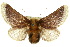  ( - 10ANIC-02305)  @15 [ ] CreativeCommons - Attribution (2010) CBG Photography Group Centre for Biodiversity Genomics