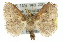  ( - 10ANIC-02367)  @13 [ ] CreativeCommons - Attribution (2010) CBG Photography Group Centre for Biodiversity Genomics