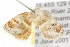  ( - 10ANIC-02369)  @13 [ ] CreativeCommons - Attribution (2010) CBG Photography Group Centre for Biodiversity Genomics