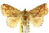  ( - 10ANIC-02377)  @13 [ ] CreativeCommons - Attribution (2010) CBG Photography Group Centre for Biodiversity Genomics