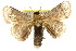  ( - 10ANIC-02424)  @15 [ ] CreativeCommons - Attribution (2010) CBG Photography Group Centre for Biodiversity Genomics