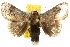  ( - 10ANIC-02426)  @15 [ ] CreativeCommons - Attribution (2010) CBG Photography Group Centre for Biodiversity Genomics