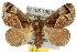  ( - 10ANIC-02452)  @15 [ ] CreativeCommons - Attribution (2010) CBG Photography Group Centre for Biodiversity Genomics