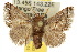  (Pygmaeomorpha modesta - 10ANIC-02453)  @15 [ ] CreativeCommons - Attribution (2010) CBG Photography Group Centre for Biodiversity Genomics